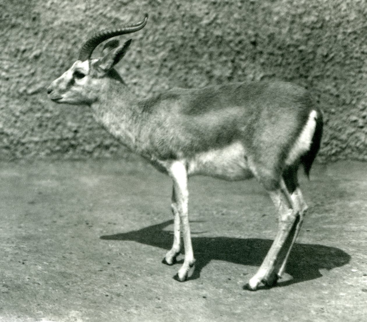 Una gazzella persiana al London Zoo, giugno 1925 da Frederick William Bond