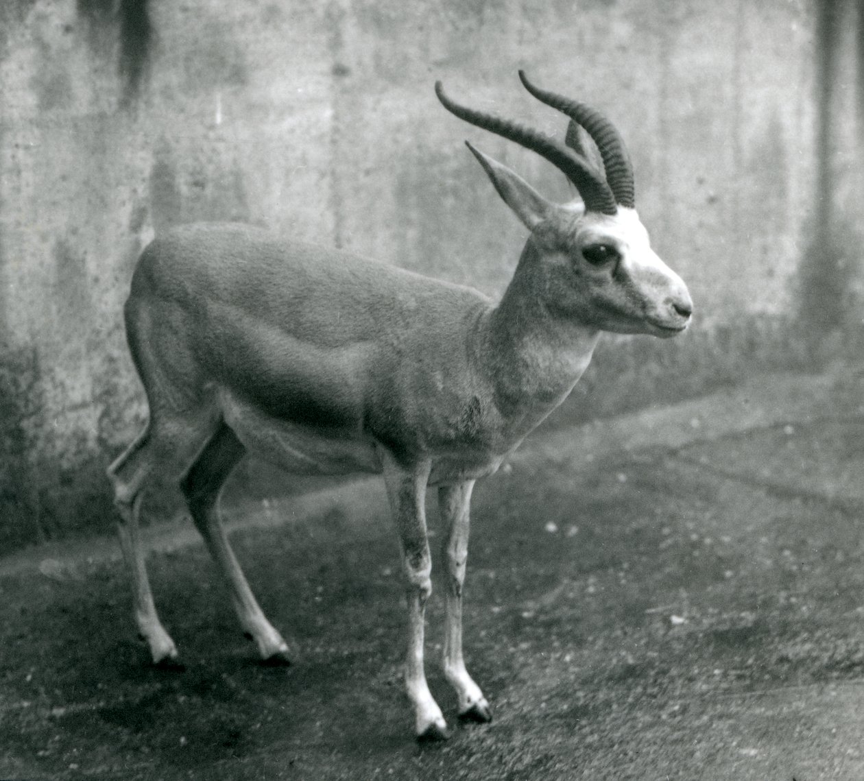 Una gazzella persiana, goitered o dalla coda nera allo Zoo di Londra, agosto 1927 da Frederick William Bond
