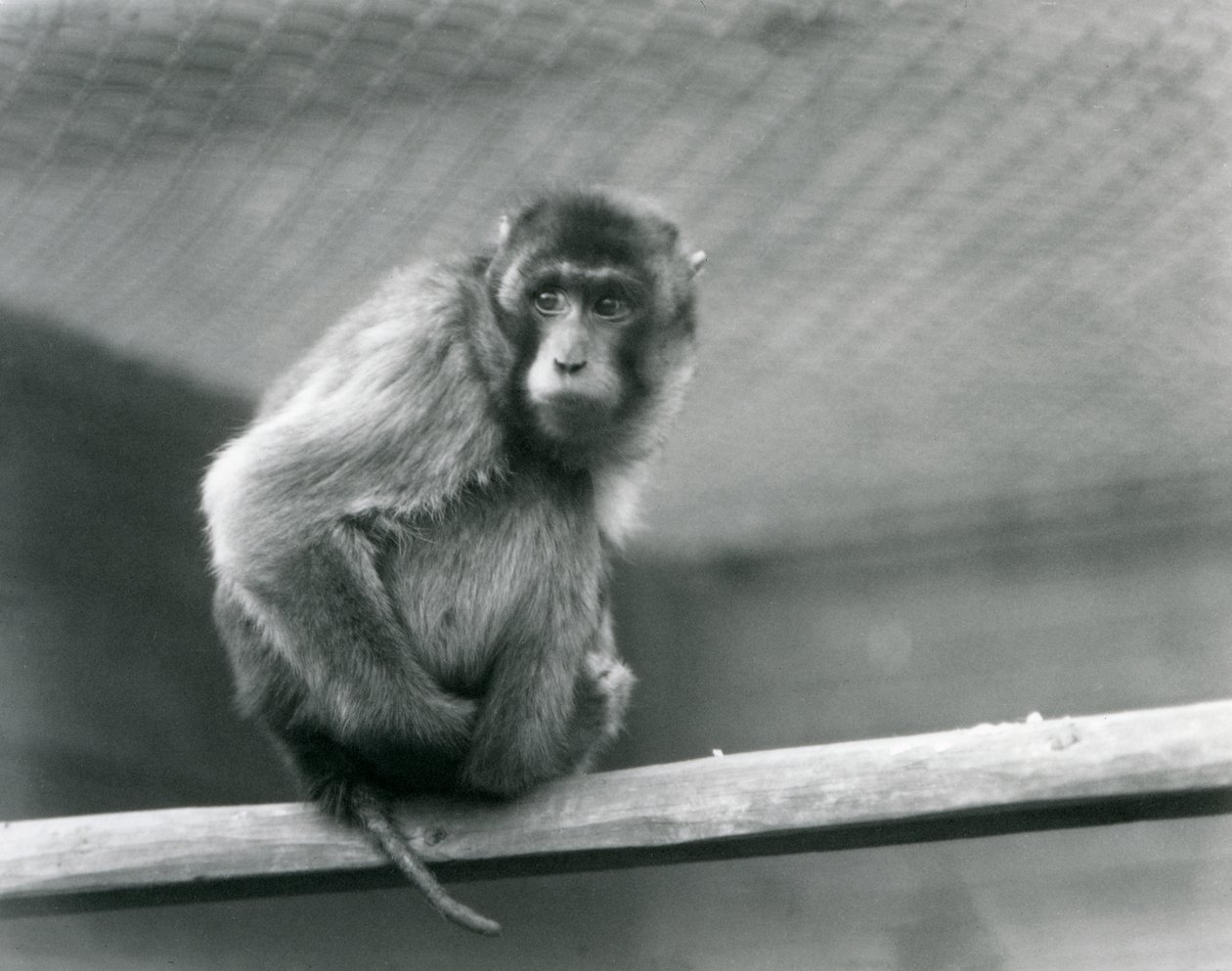 Un macaco dalla coda di maiale seduto su un trespolo nel suo recinto allo Zoo di Londra (foto in b/n) da Frederick William Bond