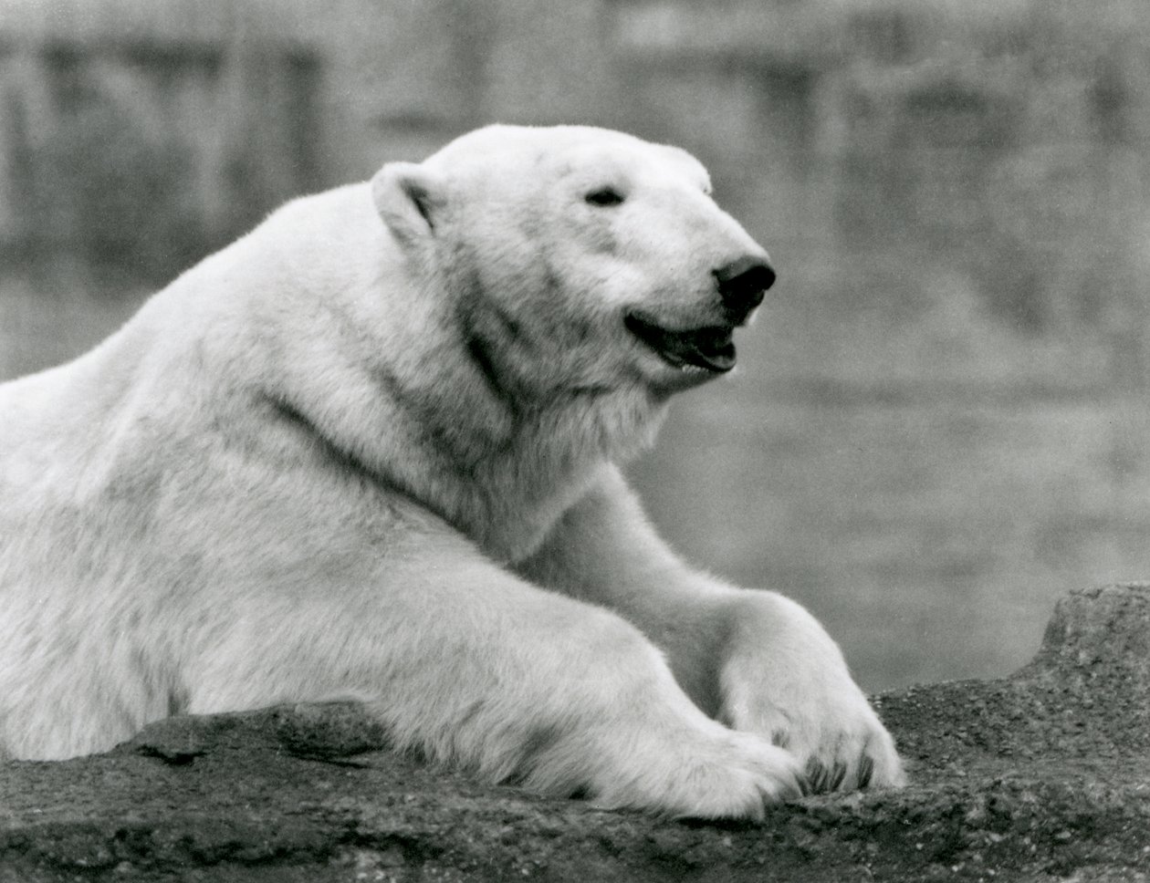 Un orso polare che riposa su una sporgenza rocciosa allo zoo di Londra nel 1931 da Frederick William Bond