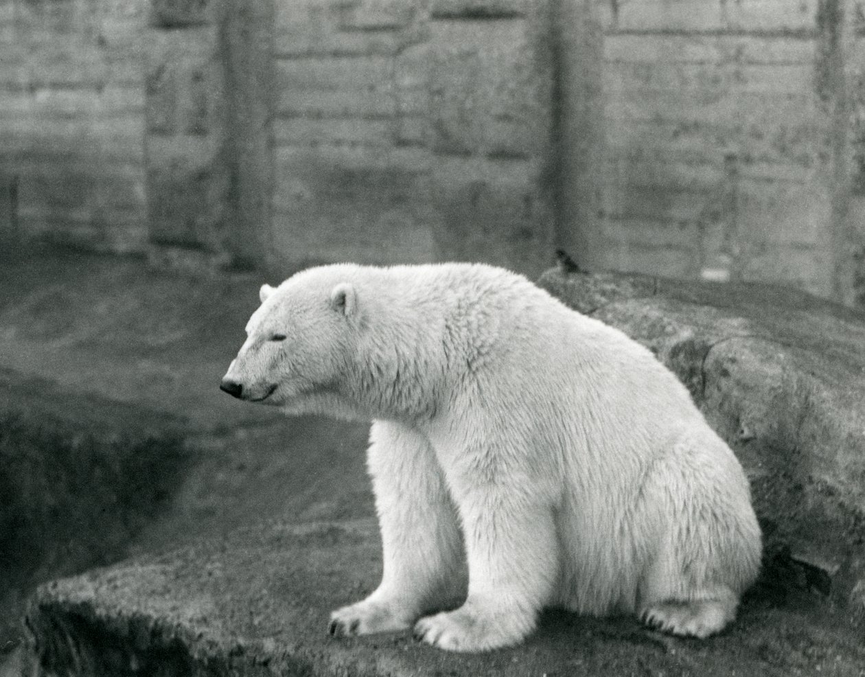 Un Orso Polare seduto su una sporgenza rocciosa allo Zoo di Londra nel settembre 1927 da Frederick William Bond