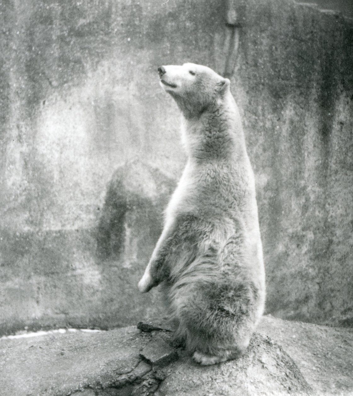Un orso polare seduto sulle zampe posteriori allo Zoo di Londra nel 1929 da Frederick William Bond
