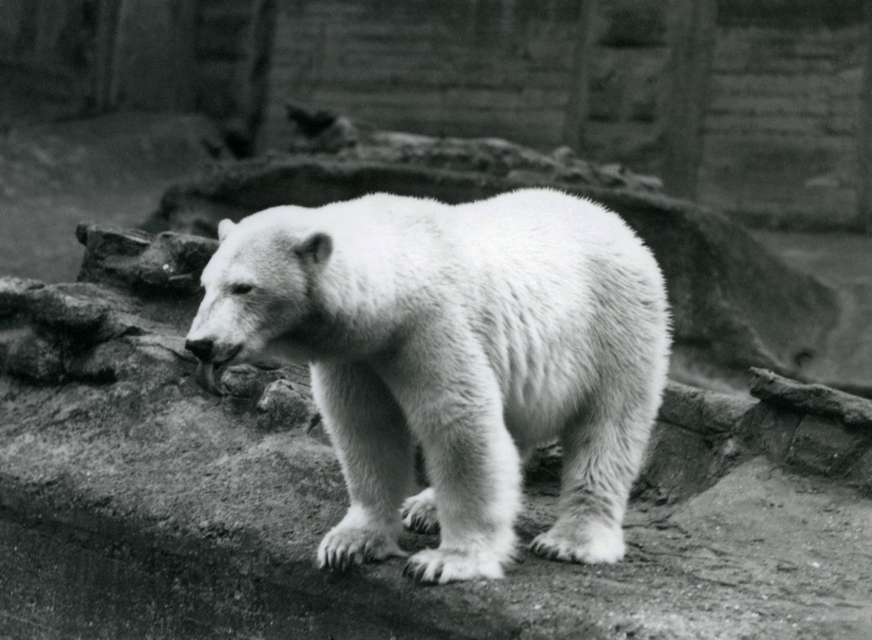 Un orso polare in piedi al bordo del suo recinto alla base delle Terrazze Mappin, Zoo di Londra, settembre 1928 (foto b/n) da Frederick William Bond