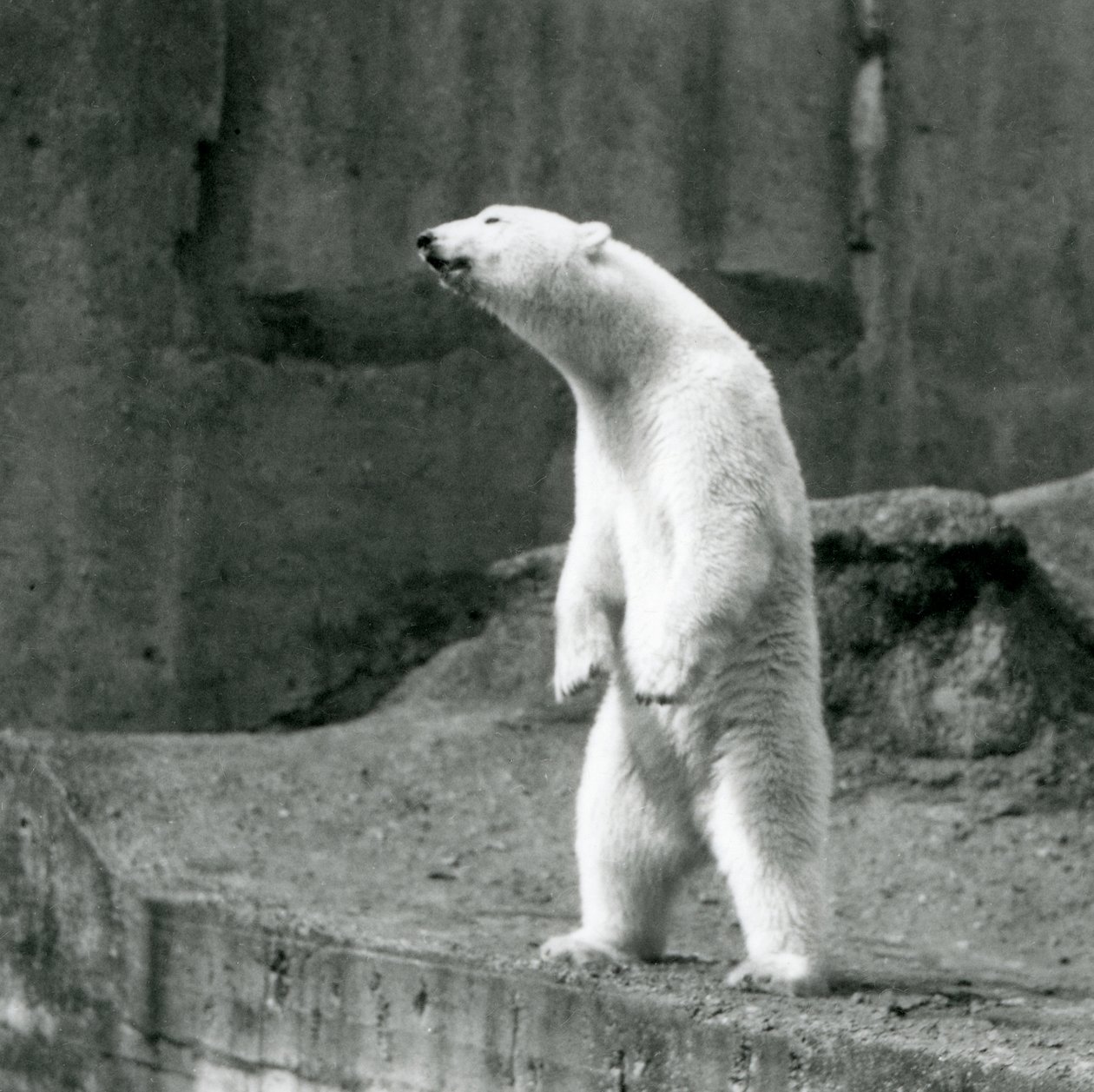 Un Orso Polare in piedi, sulle zampe posteriori, al bordo del suo recinto sulle Terrazze Mappin, Zoo di Londra da Frederick William Bond