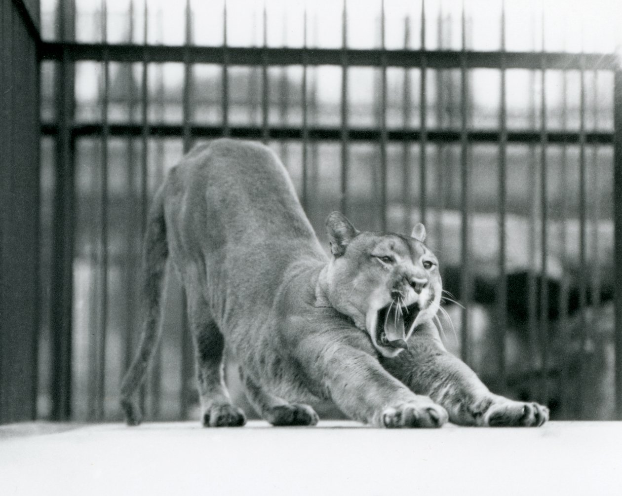 Un puma che sbadiglia e si allunga allo Zoo di Londra, giugno 1925 da Frederick William Bond