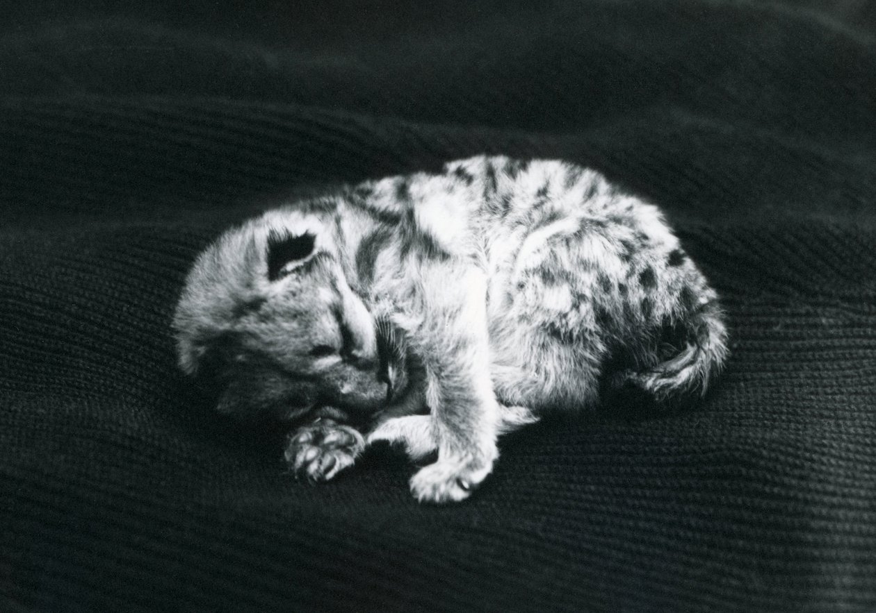 Un cucciolo di puma allo zoo di Londra da Frederick William Bond