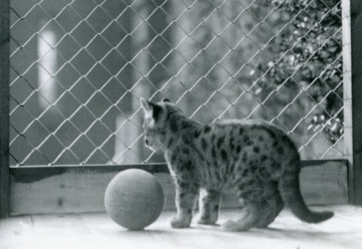 Un cucciolo di puma, con una palla, che guarda fuori dal suo recinto, Zoo di Londra, 1923 da Frederick William Bond
