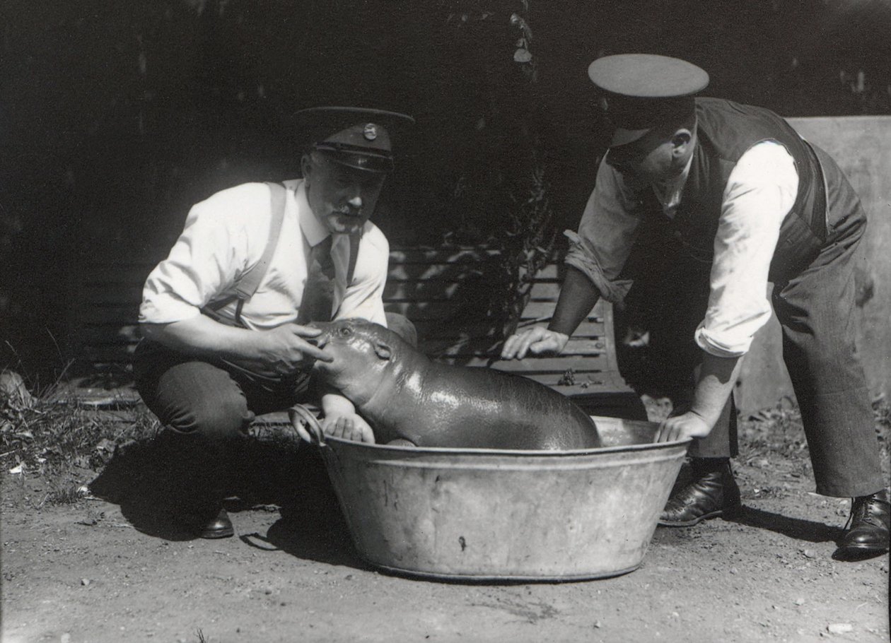 Un ippopotamo pigmeo che si fa un bagno allo ZSL London Zoo, agosto 1928 da Frederick William Bond