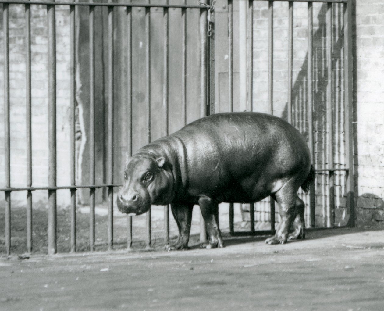 Un ippopotamo pigmeo allo Zoo di Londra, 1927 da Frederick William Bond