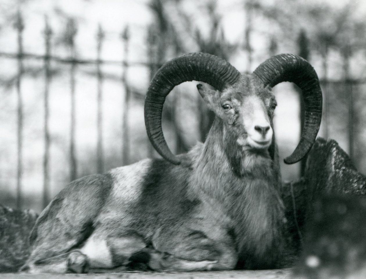 Un ariete seduto allo zoo di Londra, 1925 da Frederick William Bond