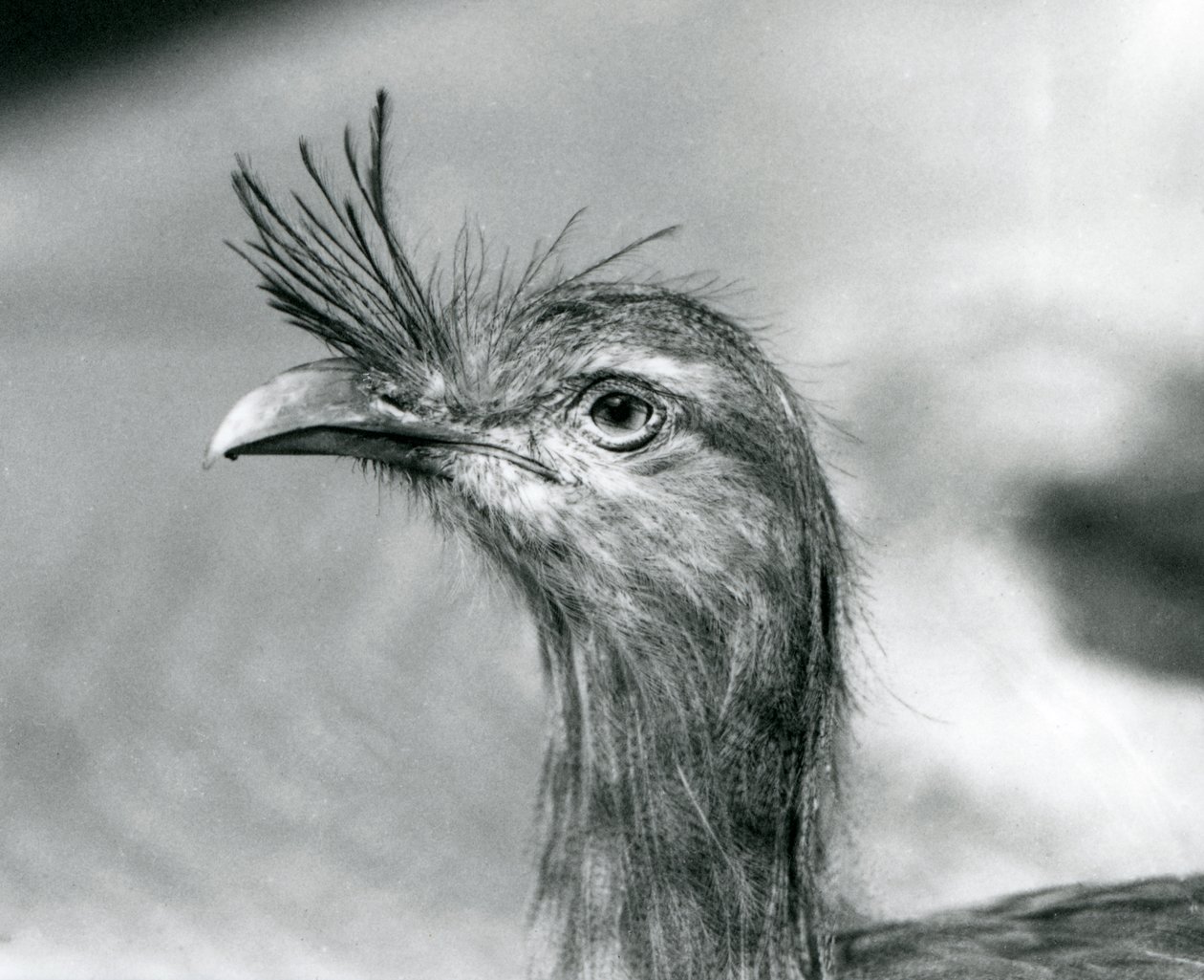 Un Seriema dalle zampe rosse allo Zoo di Londra nel 1929 (foto b/n) da Frederick William Bond
