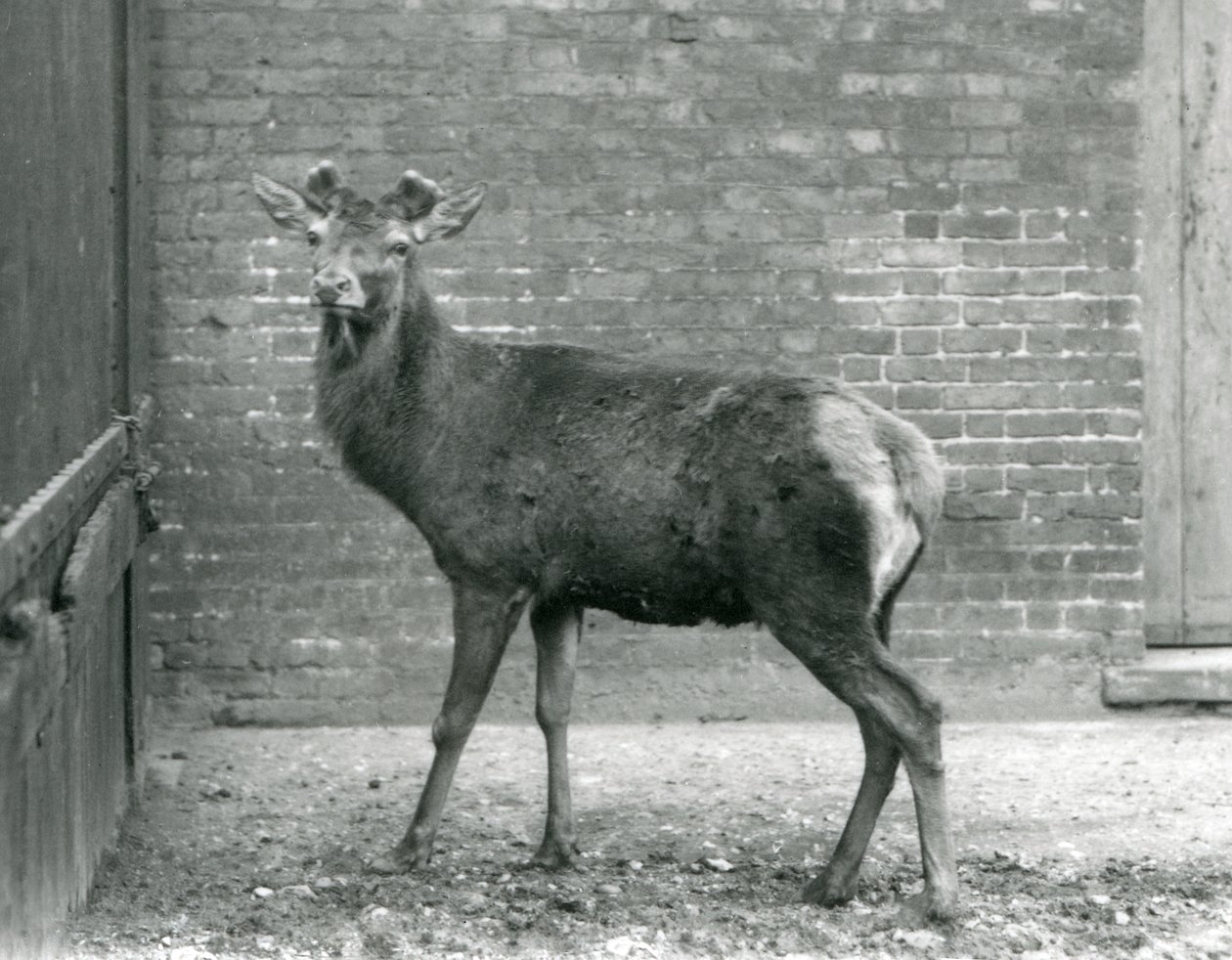 Un cervo rosso con corna in crescita, Zoo di Londra, agosto 1928 (foto b/n) da Frederick William Bond