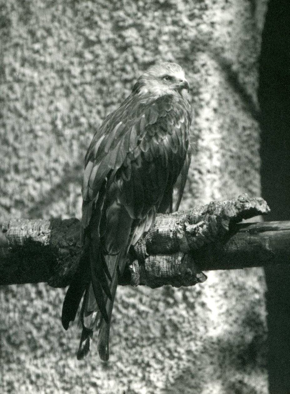Un nibbio rosso appollaiato su un ramo allo Zoo di Londra nel 1924 da Frederick William Bond