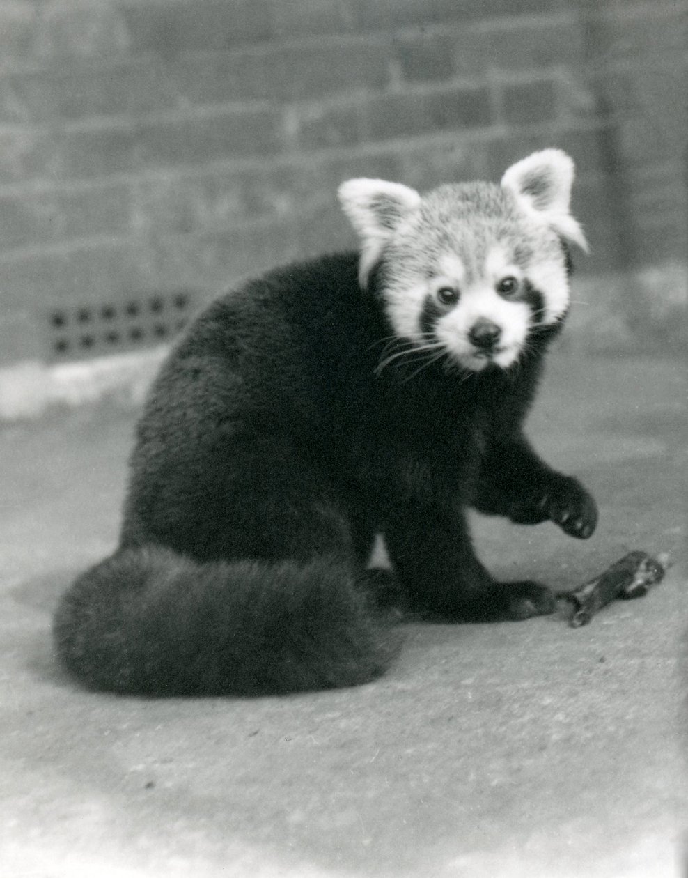 Un panda rosso seduto allo zoo di Londra, 1917 da Frederick William Bond