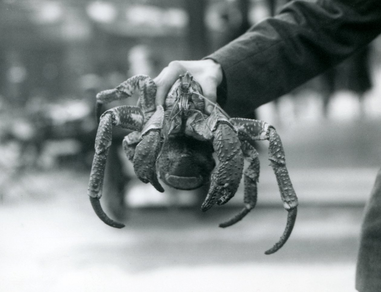 Un granchio ladro, o granchio del cocco tenuto da un custode allo Zoo di Londra, luglio 1927 da Frederick William Bond