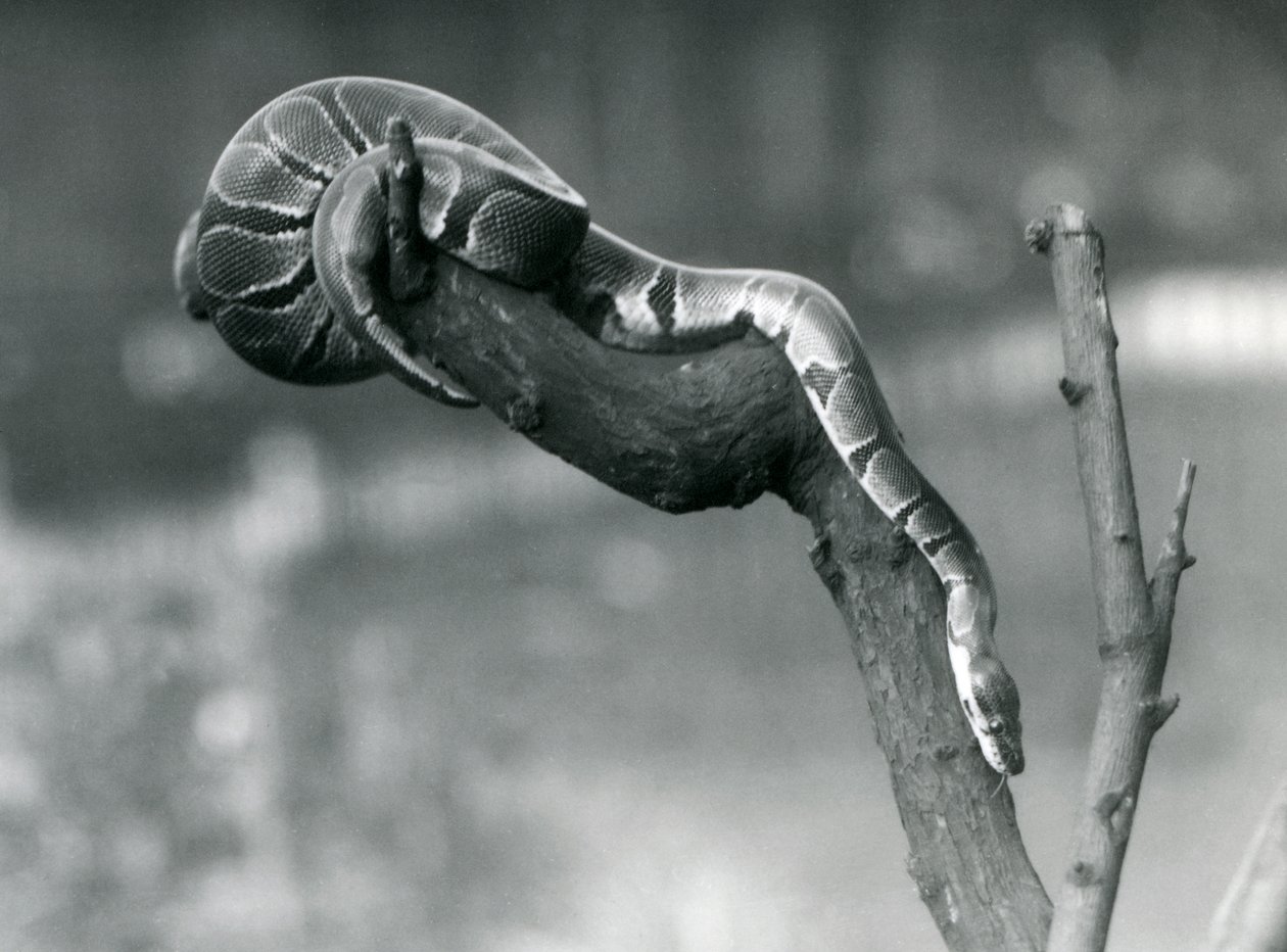 Un pitone reale che scende da un ramo allo Zoo di Londra, ottobre 1925 da Frederick William Bond