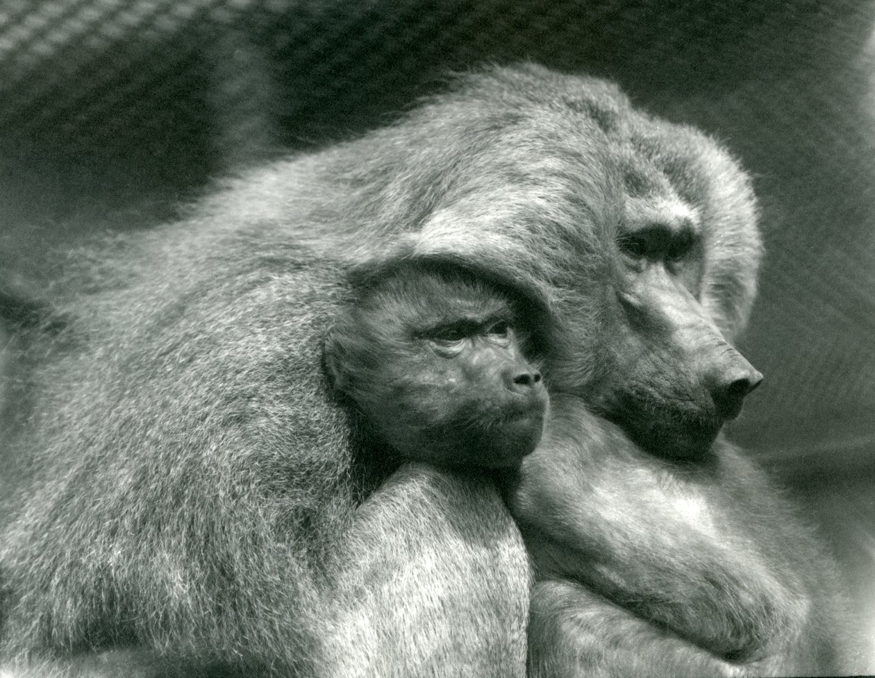 Un babbuino sacro con il suo piccolo allo Zoo di Londra, luglio 1924 da Frederick William Bond