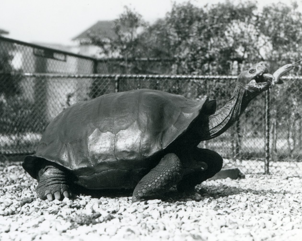 Una Tartaruga delle Galapagos che viene nutrita con una banana su un bastone (foto b/n) da Frederick William Bond