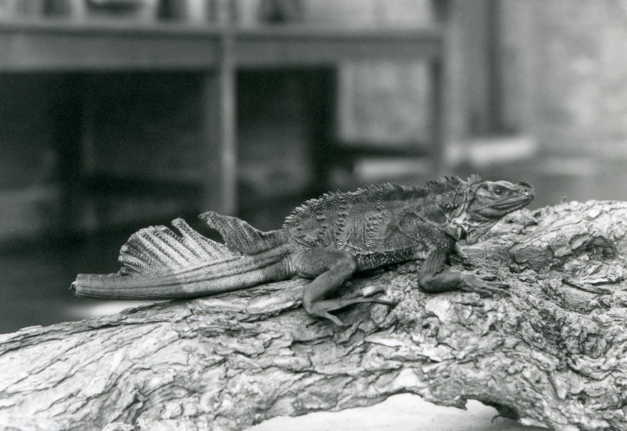 Un lucertolone a vela, con coda danneggiata, riposa su un tronco allo Zoo di Londra nel 1928 da Frederick William Bond