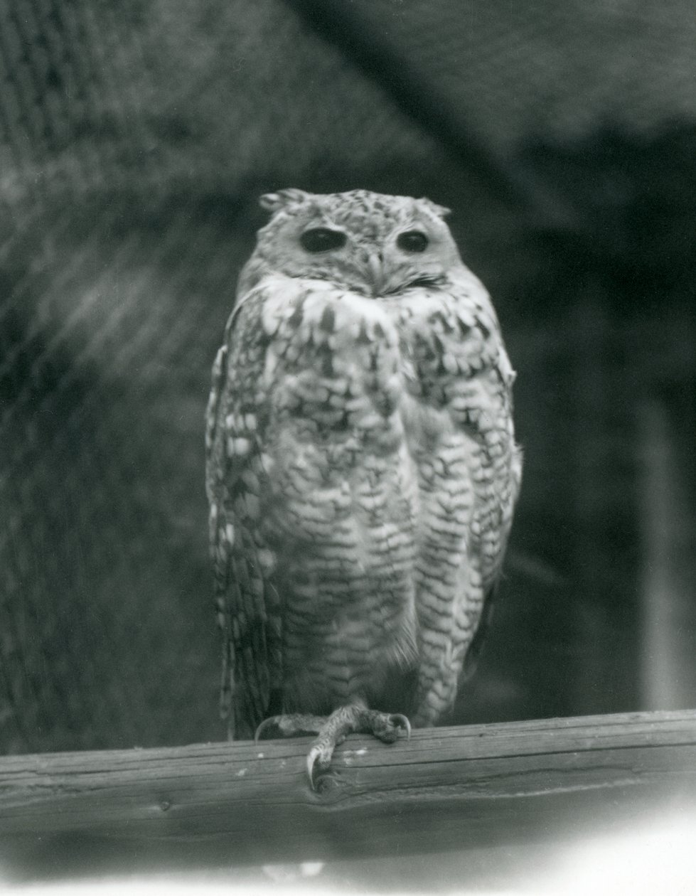 Un gufo reale di Savigny su un ramo allo Zoo di Londra, settembre 1925 da Frederick William Bond