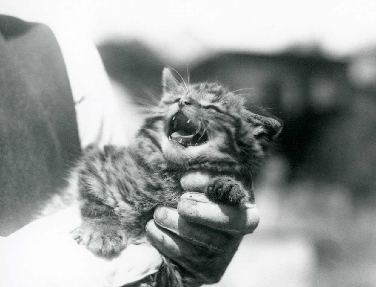 Un gattino selvatico scozzese tenuto nelle mani del suo custode, Zoo di Londra da Frederick William Bond