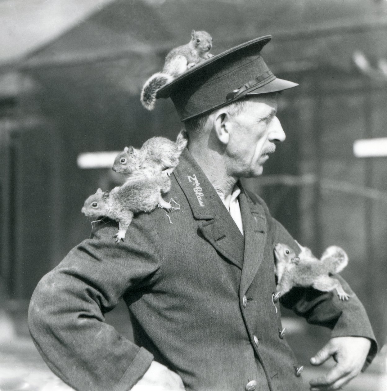 Un guardiano di seconda classe con quattro giovani scoiattoli grigi che gli salgono sul cappello e sulla giacca, zoo di Londra da Frederick William Bond
