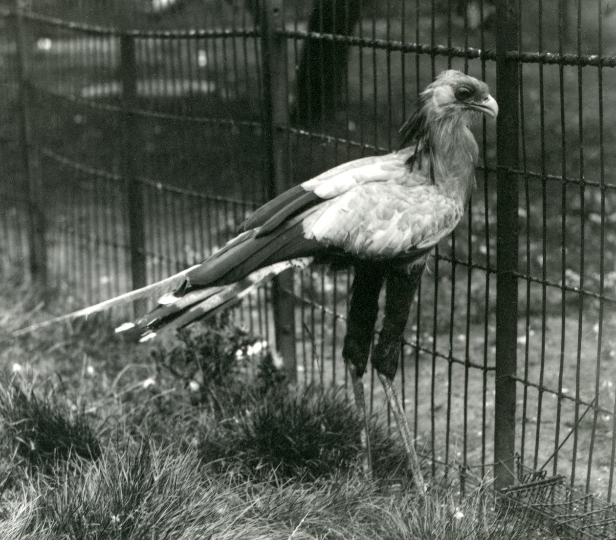 Un uccello segretario allo Zoo di Londra, settembre 1923 da Frederick William Bond