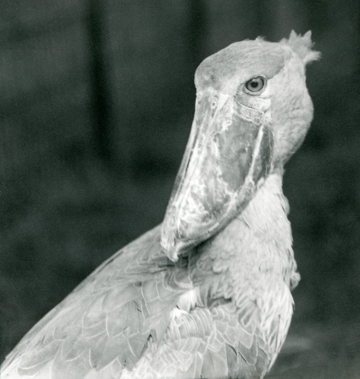 Un cicogna dal becco a scarpa, zoo di Londra, luglio 1926 da Frederick William Bond