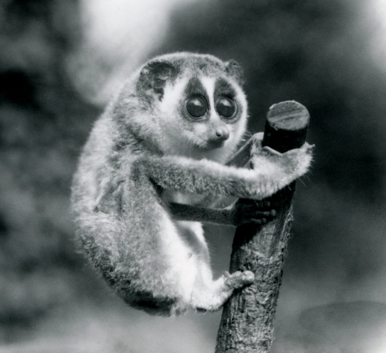 Un loris snello che si aggrappa alla fine di un ramo, zoo di Londra, agosto 1926 da Frederick William Bond