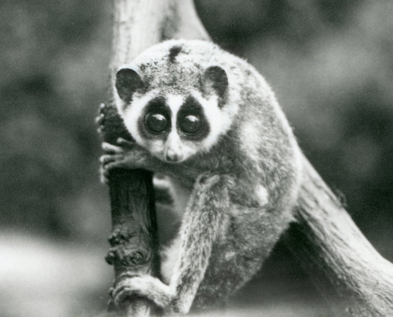 Un Loris Sottile che guarda giù da un ramo, Zoo di Londra, agosto 1926 da Frederick William Bond