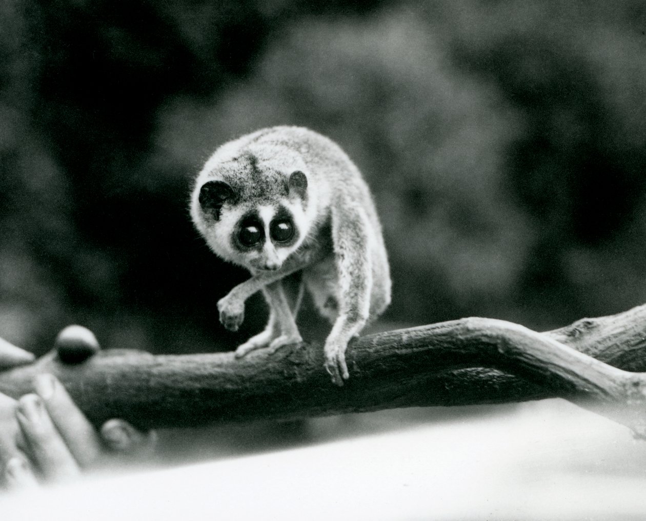 Un lori snello che guarda giù da un ramo tenuto nelle mani di un custode, Zoo di Londra, agosto 1926 da Frederick William Bond