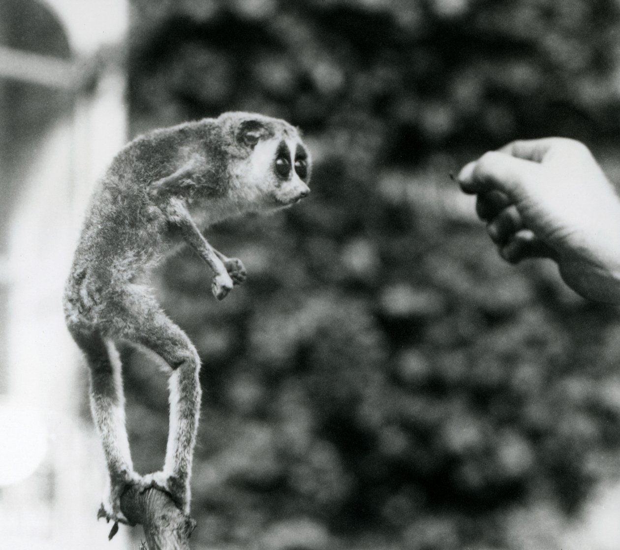 Un lori snello in piedi su un ramo, guardando la mano di un custode mentre gli viene offerto un verme della farina, Zoo di Londra, agosto 1926 da Frederick William Bond