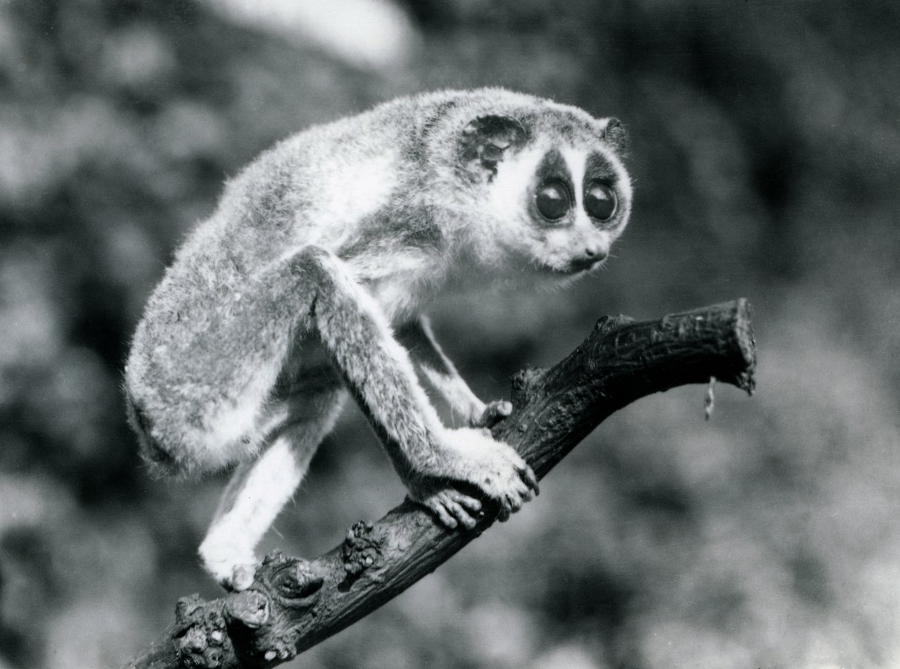 Un loris snello che cammina su un ramo, zoo di Londra, agosto 1926 da Frederick William Bond