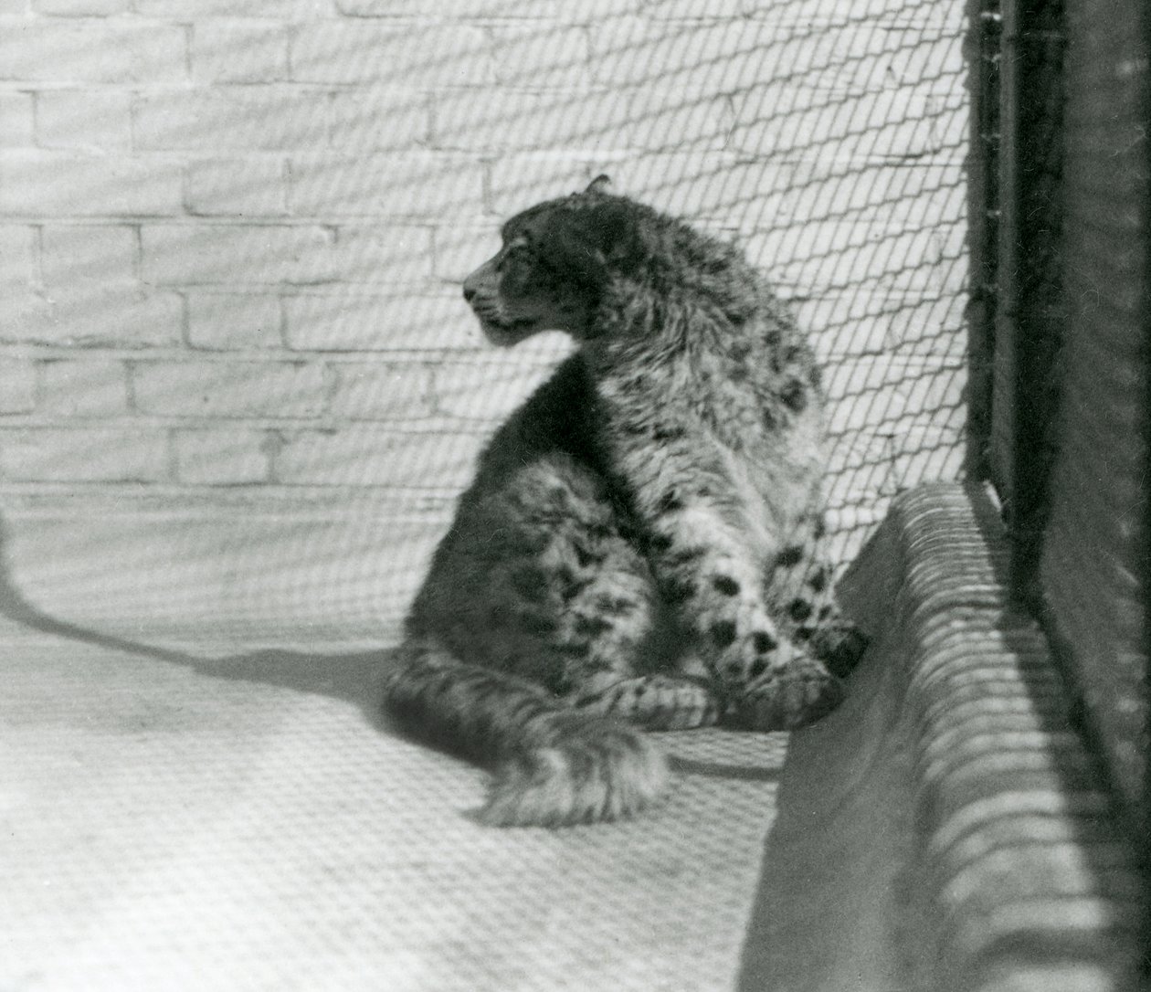 Un Leopardo delle Nevi seduto, sul pavimento, Zoo di Londra da Frederick William Bond