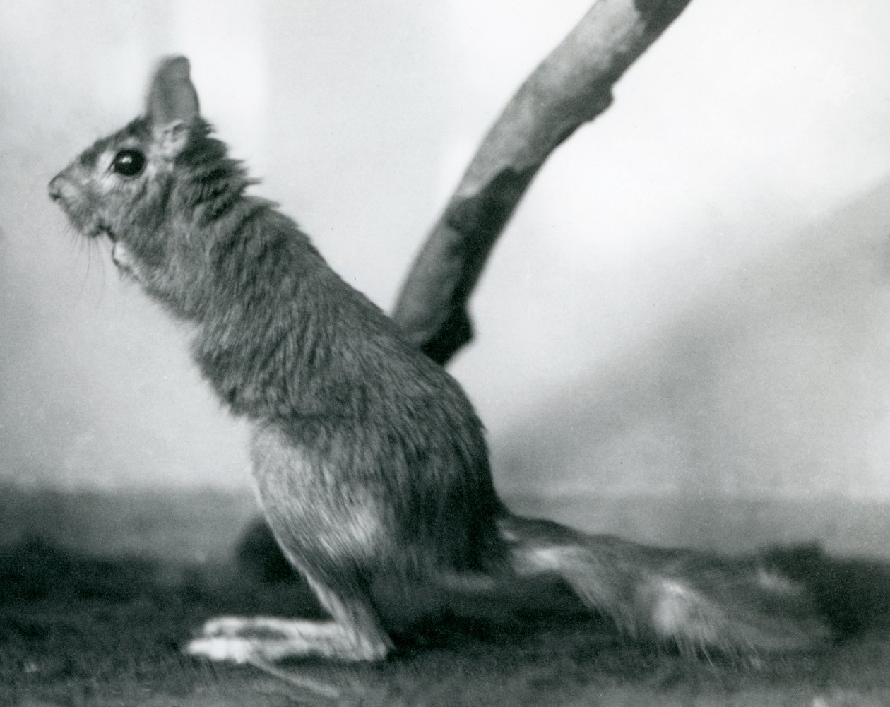 Un Saltatore del Capo seduto vicino a un ramo nel suo recinto, Zoo di Londra, dicembre 1925 da Frederick William Bond