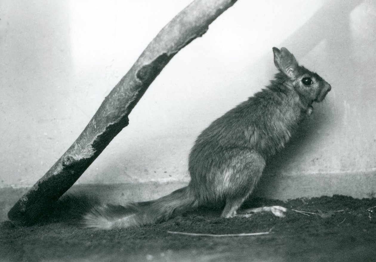 Un Saltatore del Capo seduto sotto un ramo nel suo recinto, Zoo di Londra, dicembre 1925 da Frederick William Bond