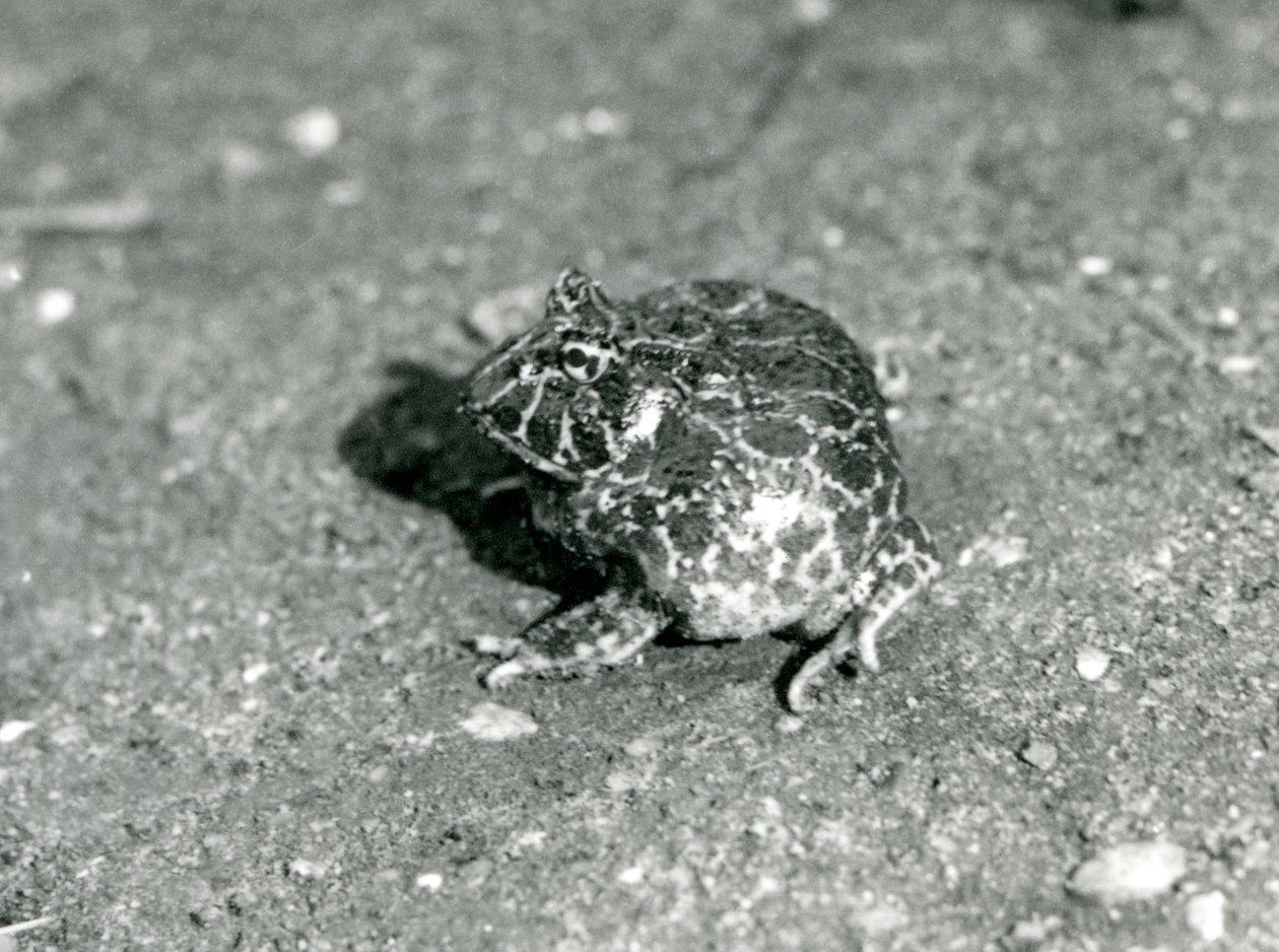 Una rana cornuta sudamericana, Zoo di Londra, dicembre 1925 da Frederick William Bond