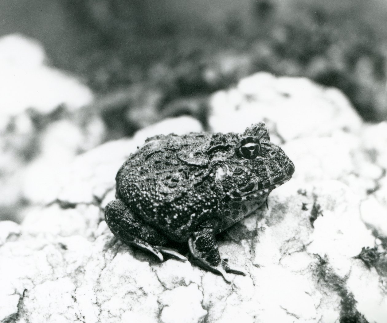 Una rana cornuta sudamericana seduta su una roccia, Zoo di Londra, agosto 1928 da Frederick William Bond