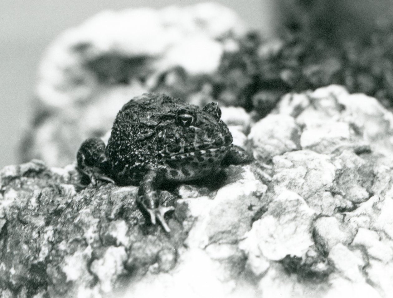 Una rana cornuta sudamericana seduta su una roccia mostrando la sua posa difensiva, Zoo di Londra, agosto 1928 da Frederick William Bond