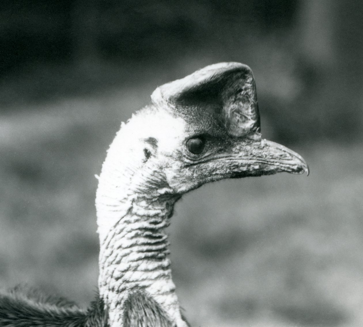 Casuario Meridionale allo Zoo di Londra, giugno 1925 da Frederick William Bond