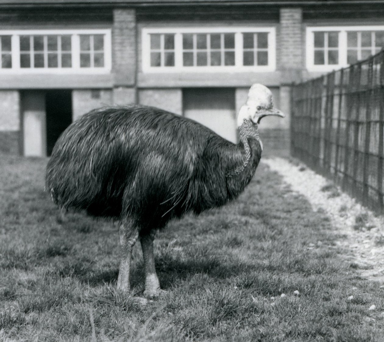 Un casuario meridionale al London Zoo, giugno 1925 da Frederick William Bond