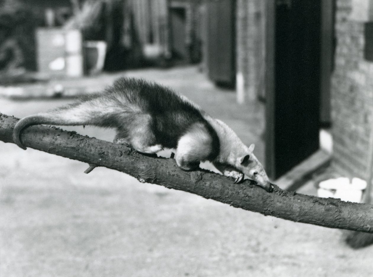Un Tamandua meridionale/Formichiere dal collare/Formichiere minore, che cammina lungo un ramo allo Zoo di Londra da Frederick William Bond