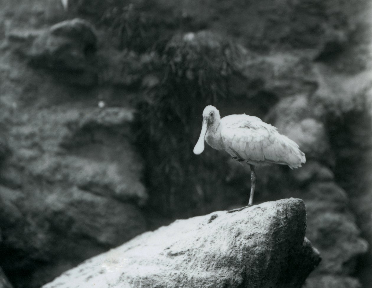 Un mestolone su una roccia allo Zoo di Londra nel settembre 1927 da Frederick William Bond