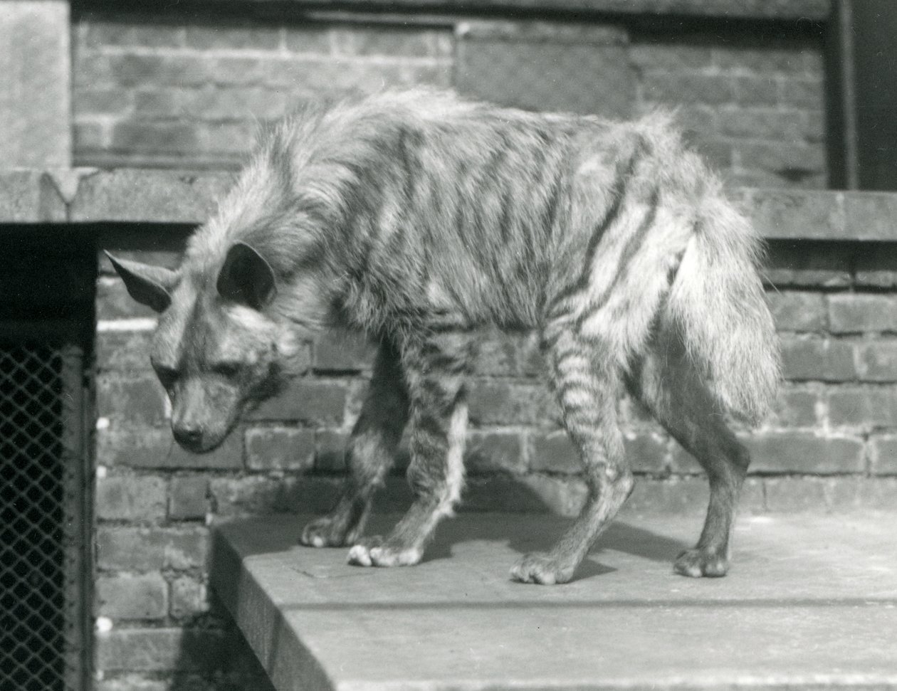 Una iena striata in piedi su una piattaforma nel suo recinto al London Zoo, giugno 1925 da Frederick William Bond
