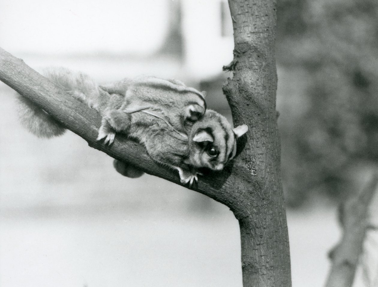 Un petauro dello zucchero su un ramo con il suo cucciolo sulla schiena, zoo di Londra da Frederick William Bond