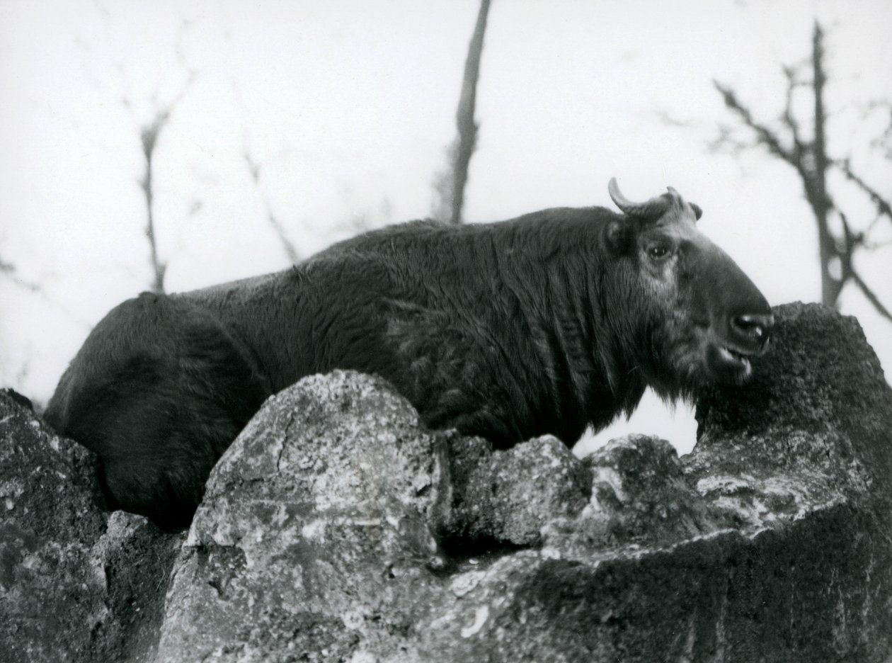 Un takin, noto anche come camoscio bovino o gnu capra, che riposa su una roccia, Zoo di Londra, 1925 da Frederick William Bond