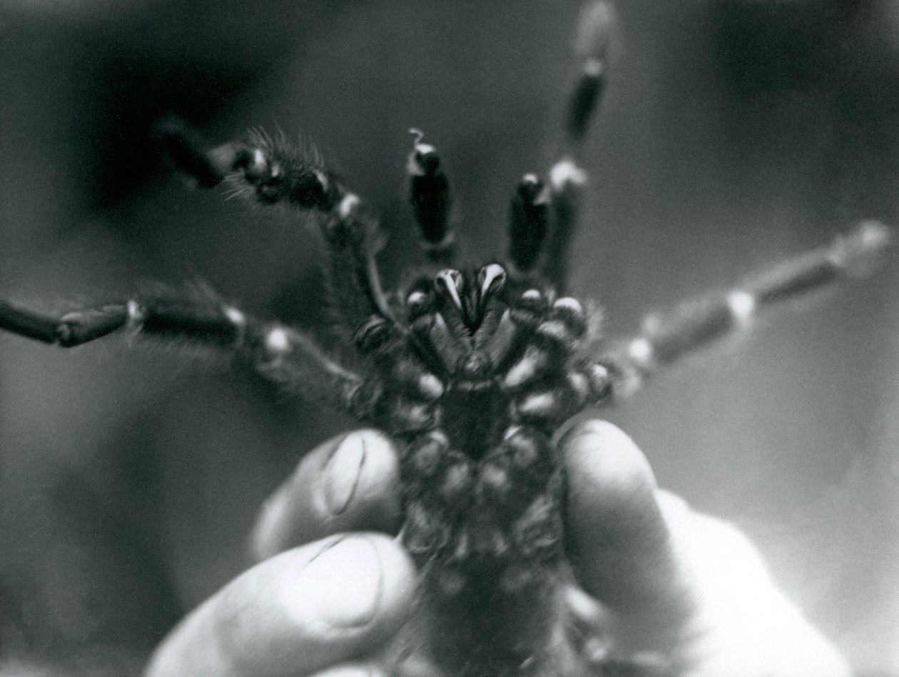 Un tarantola tenuta in alto per mostrare i suoi denti da sotto, Zoo di Londra, ottobre 1925 da Frederick William Bond