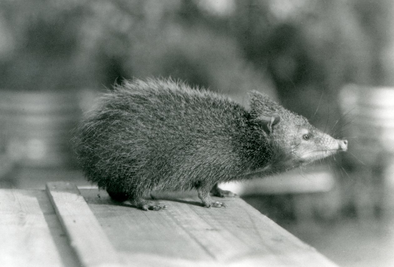 Un tenrec allo zoo di Londra nel 1929 (foto in b/n) da Frederick William Bond
