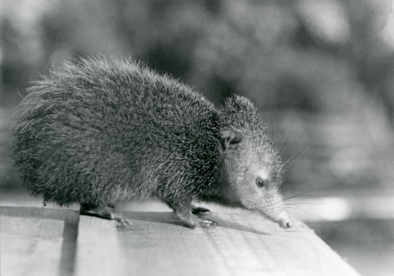 Un Tenrec al London Zoo nel 1929 da Frederick William Bond