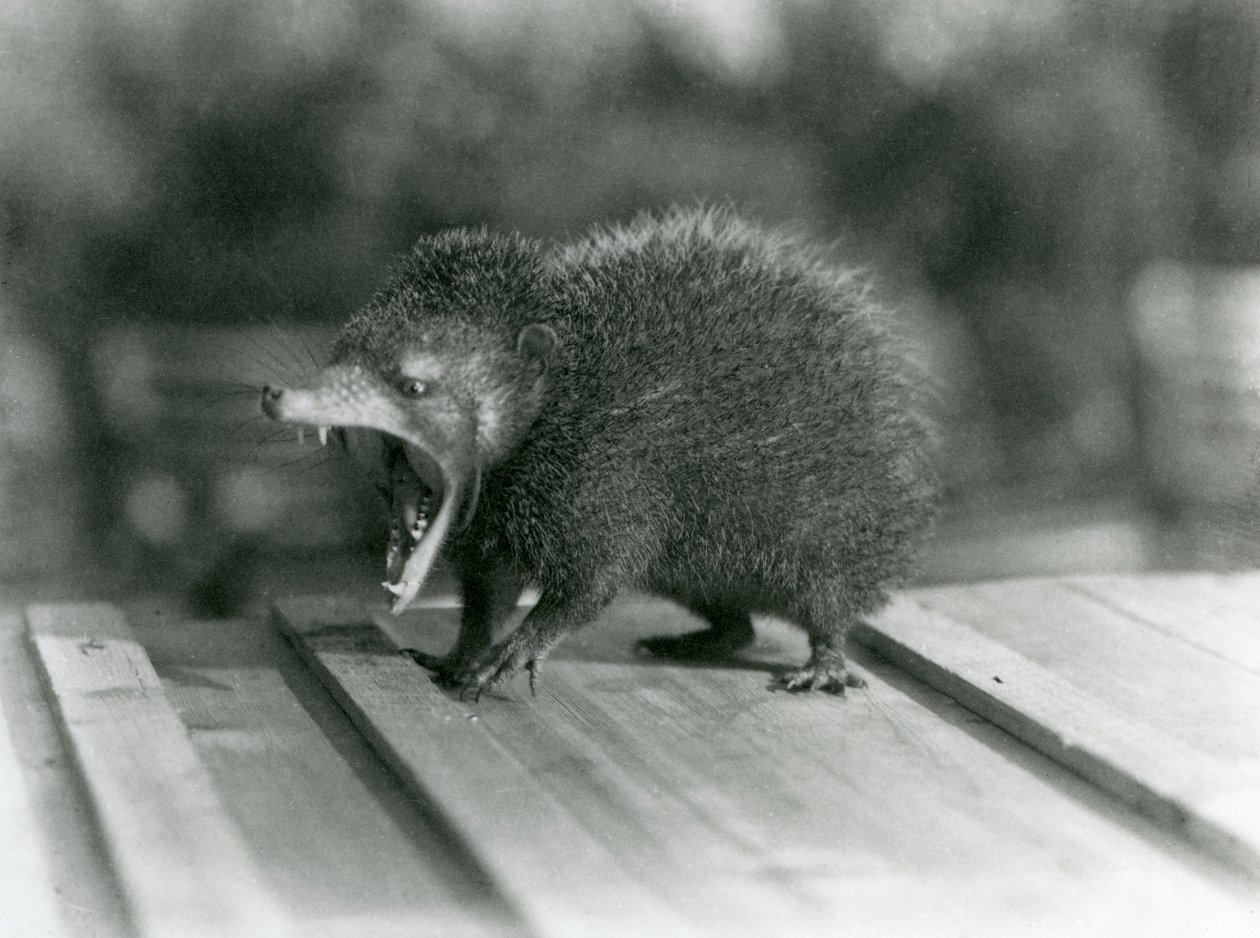 Un Tenrec con la bocca aperta, mostrando la sua ampia apertura e i denti affilati, Zoo di Londra da Frederick William Bond